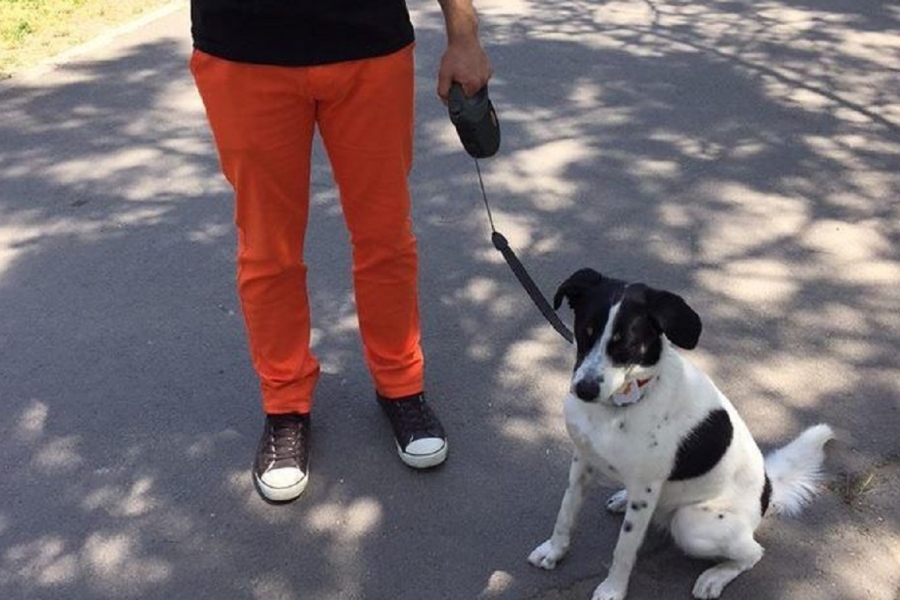 Bani din plimbatul câinilor stăpânilor cu dare de mână