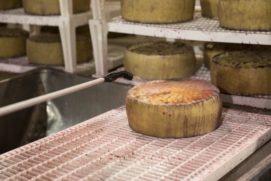 Brânză Praid, procesul alintării cu vin