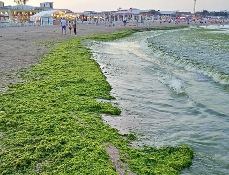 litoralul romanesc - alge