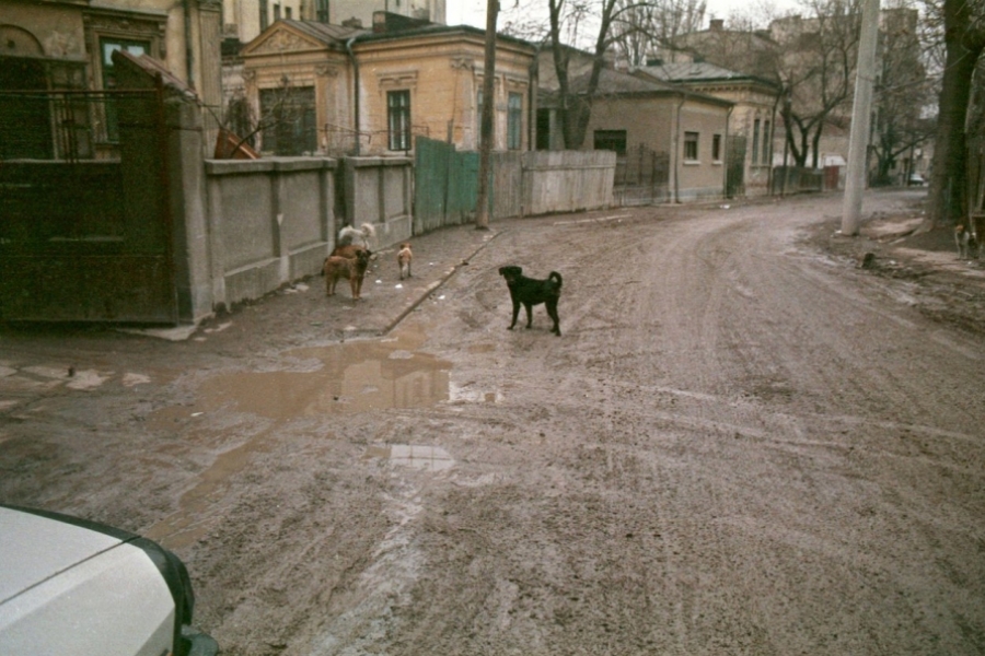 Câini pe stradă în 1990