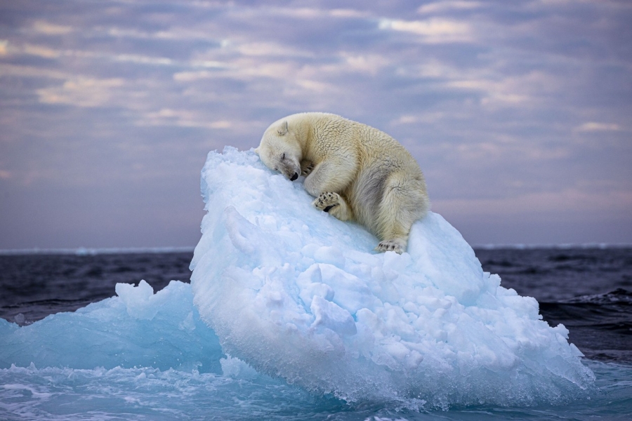 urs polar - Ice Bed by Nima Sarikhani, UK - Winner
