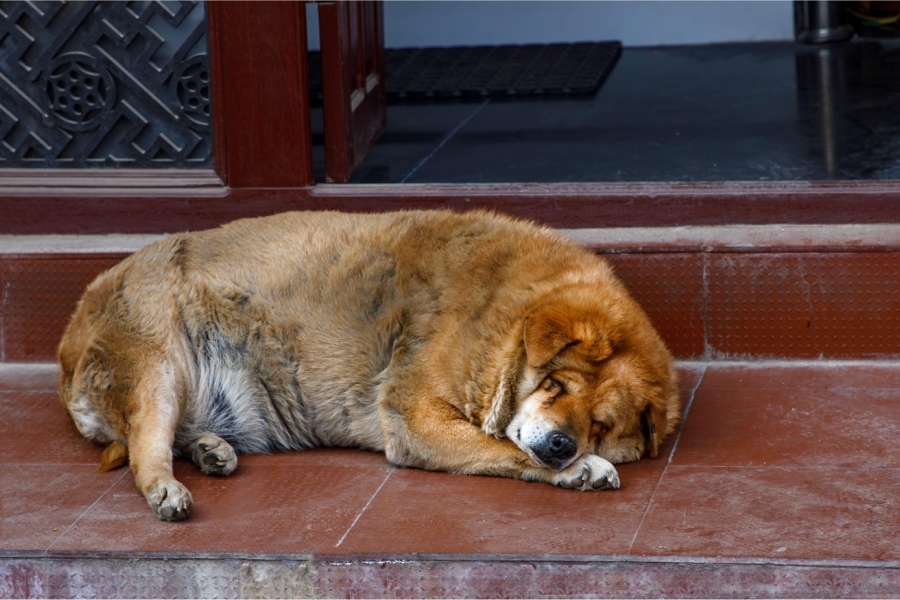 câine bătrăn - Credit: Colleen Ashley / Alamy / Profimedia