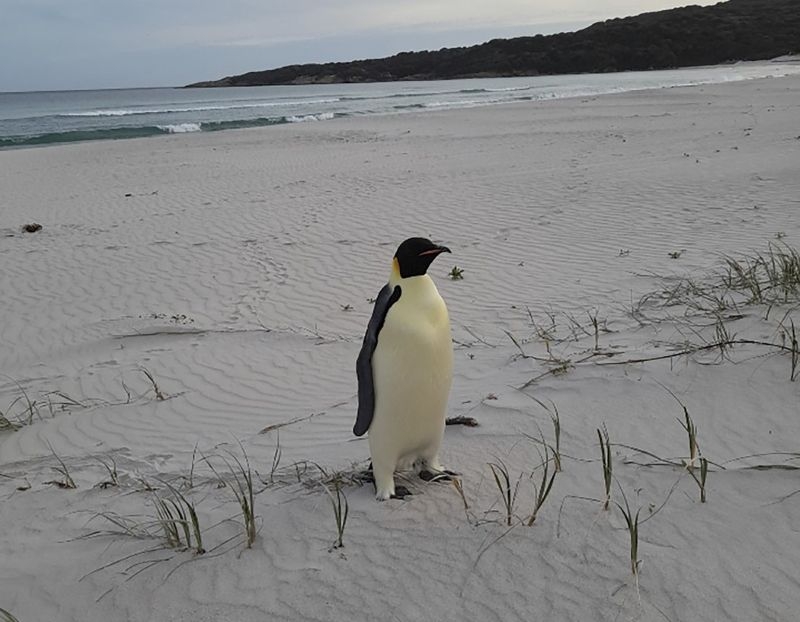 pinguin imperiăl
