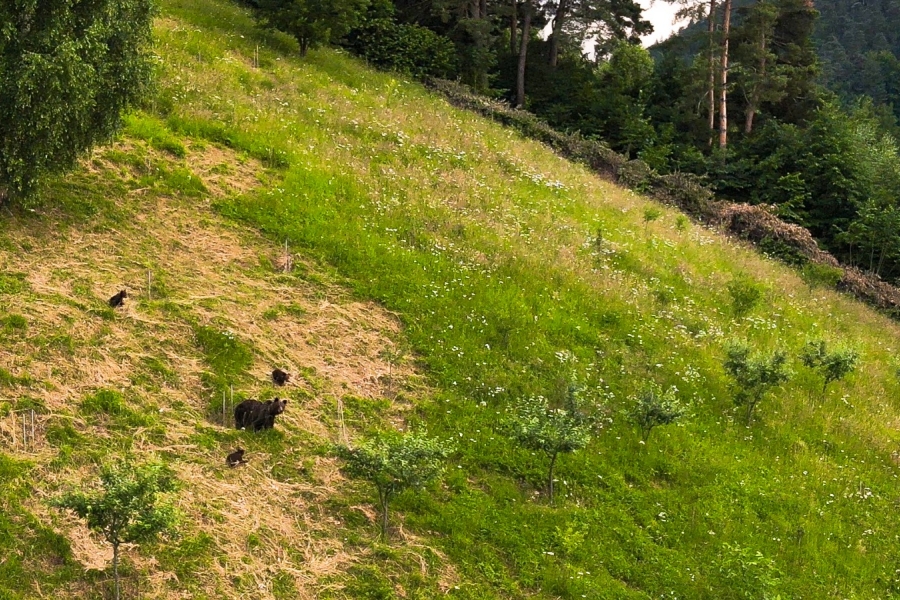Urși în natura