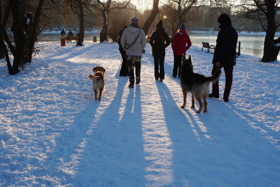 Romani / sursa foto: Profimedia
