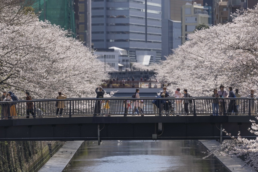 sakura - profimedia