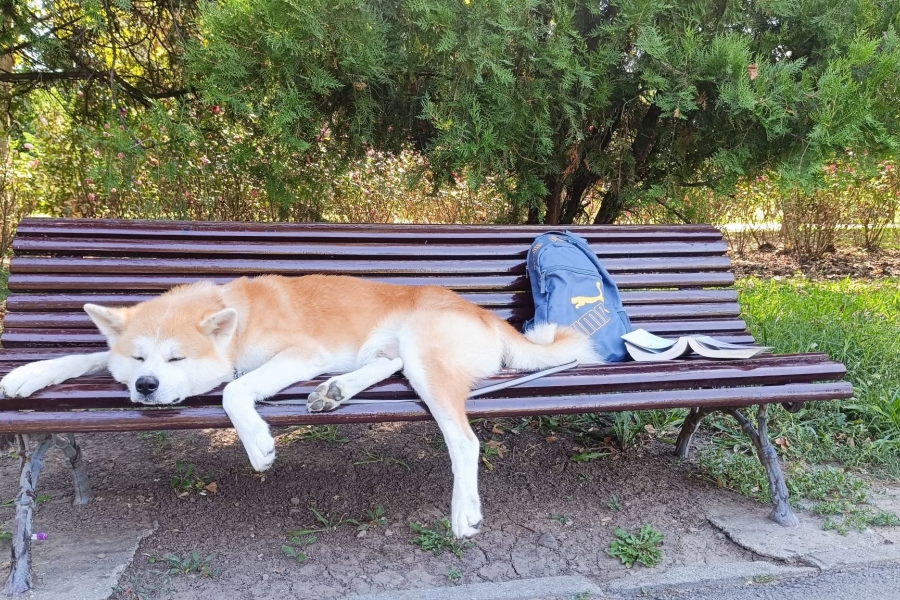 Catel pe banca in parc